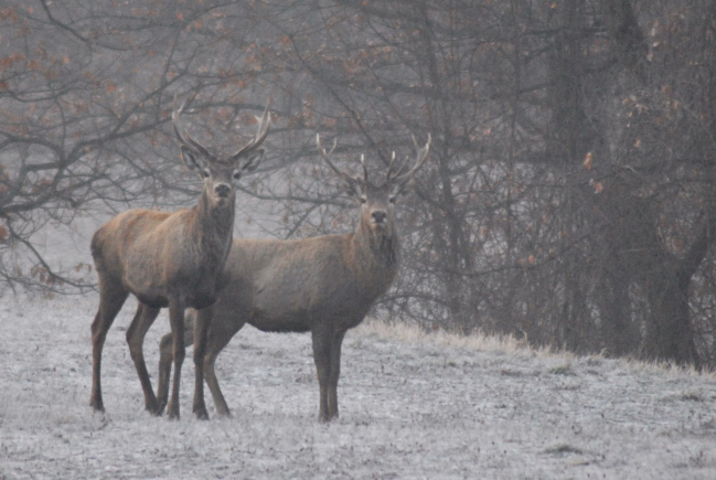 PASSIONE PER IL CERVO